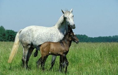 Lusitano At, Kısrak ve Tay Meadow 'da 