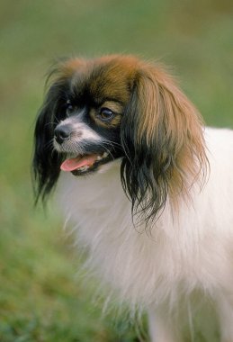 Phalene or Continental Toy spaniel  