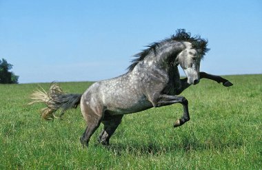 Lusitano At, Damızlık At 