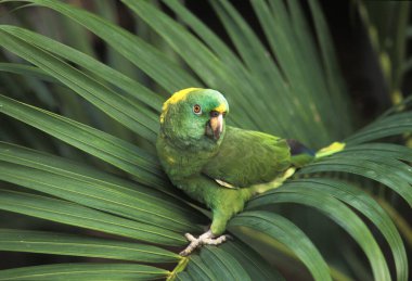 Sarı Napolyon Amazon Papağanı, Amazon Auropalliata, Yetişkin Dalında Duran  