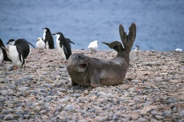 Güney Fil Foku Kadın, Mirounga Leonina, Chinstrap Pengueni, Pygoscelis Antarctica, Antarktika  