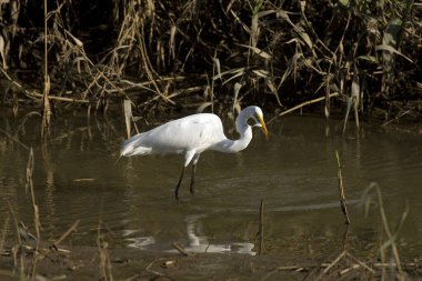 GREAT WHITE EGRET casmerodius albus IN MANU RESERVE IN PERU  