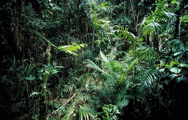 Дождевые Леса Севере Австралии — стоковое фото