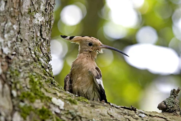 Hoopoe Upupa Epops Adult Standing Tree Trunk Normandy — Stock Photo, Image