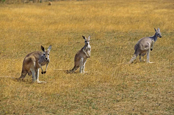 Red Kangaroo Macropus Rufus Dorośli Australia — Zdjęcie stockowe