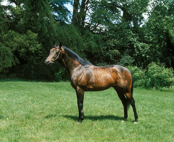 Anglo Arab Áll Meadow — Stock Fotó