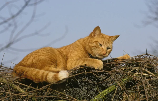 Red Tabby Domestic Cat Adult Laying — стоковое фото