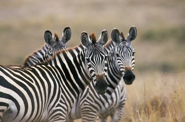Burchells Zebra Equus Burchelli Masai Mara Park Kenya — Stockfoto