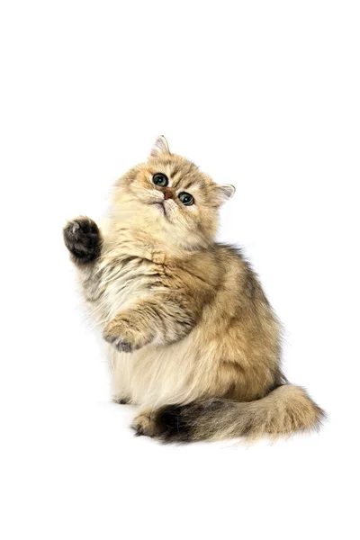 Golden Persian Binnenlandse Kat Spelen Tegen Witte Achtergrond — Stockfoto