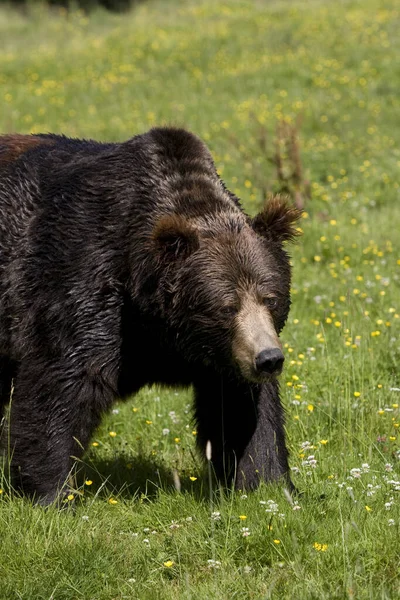 Bruine Beer Ursus Arctos — Stockfoto