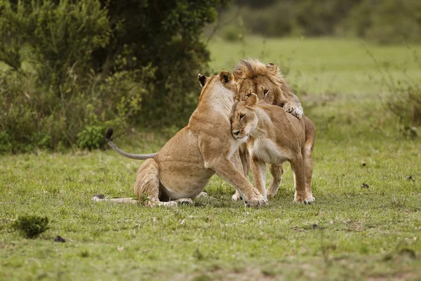 Leão Africano Pantera Leo Grupo Parque Masai Mara Quênia — Fotografia de Stock