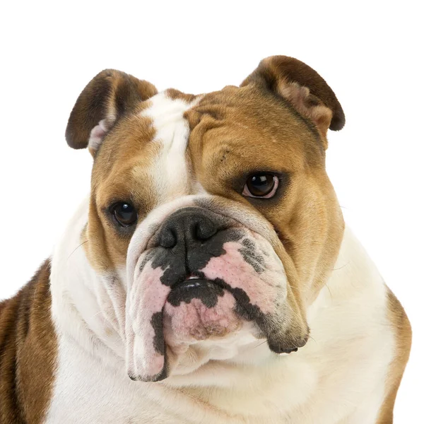 Angol Bulldog Természetes Háttér — Stock Fotó