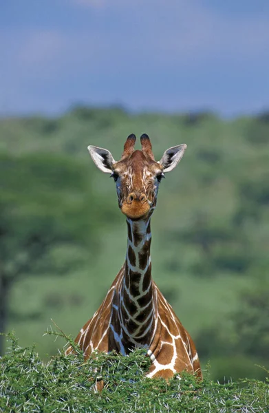 Żyrafa Cząstkowa Żyrafa Camelopardalis Reticulata Samburu Park Kenii — Zdjęcie stockowe