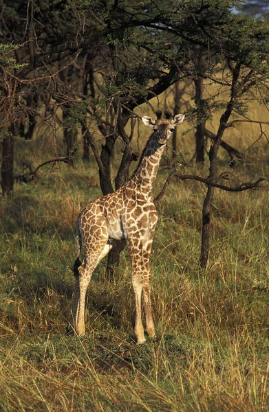 Masai Giraffe Żyrafa Camelopardalis Tippelskirchi Cielę Savannie Masai Mara Park — Zdjęcie stockowe
