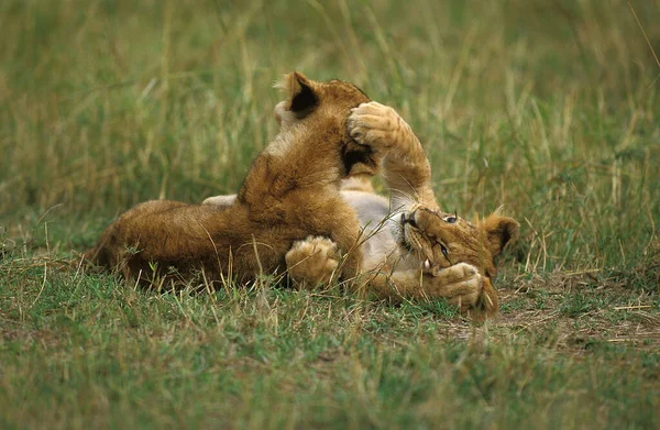 León Africano Pantera Leo Juego Cachorros Masai Mara Park Kenia — Foto de Stock