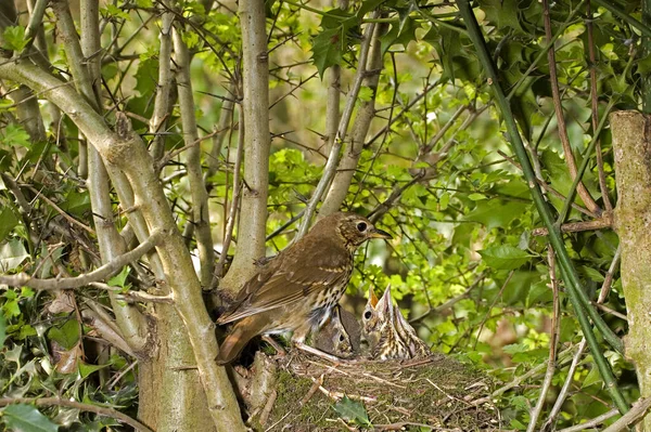 Song Thrush Turdus Philomelos Adult Feeding Chicks Nest Normandy — Stock Photo, Image