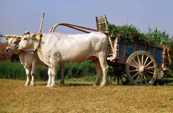 Parthenaise Cows Pulling Cart French Cattle Breed — Stock Photo, Image