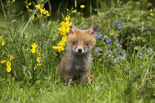 レッドフォックス 花の中に立つカブ ノルマンディー — ストック写真