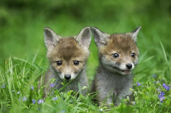 Renard Roux Vulpes Vulpes Pup Debout Dans Long Grass Normandie — Photo