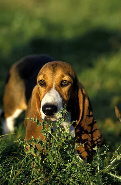 Artesian Norman Basset Basset Artesian Normand — Stock Photo, Image