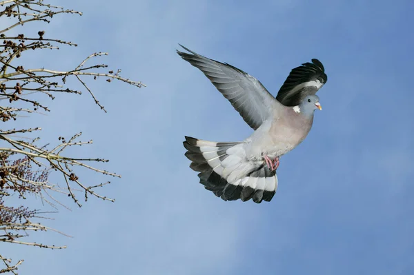 Wood Pigeon Columba Palumbus Adult Flight Blue Sky Normandy — Stockfoto