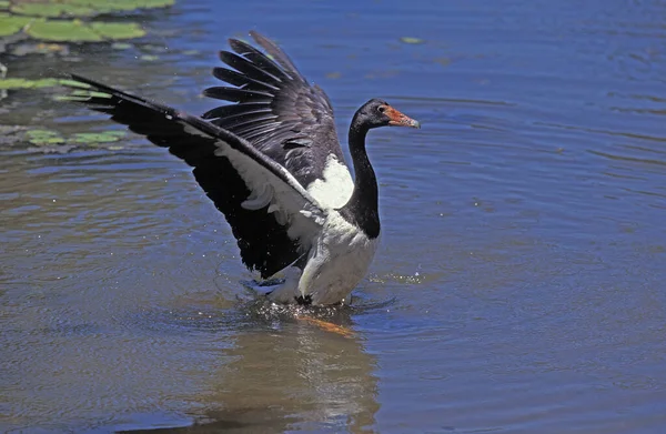 Ganso Urraca Anseranas Semipalmata Adulto Que Sale Del Agua Australia — Foto de Stock