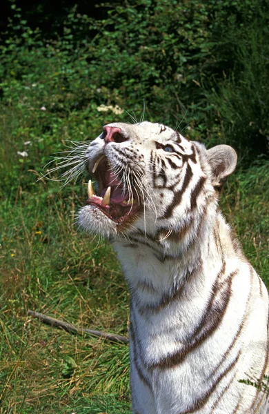 White Tiger, panthera tigris, Adult with Open Mouth