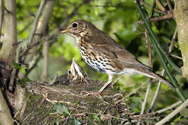 Tordo Canción Turdus Philomelos Polluelos Alimentación Para Adultos Nido Normandía —  Fotos de Stock