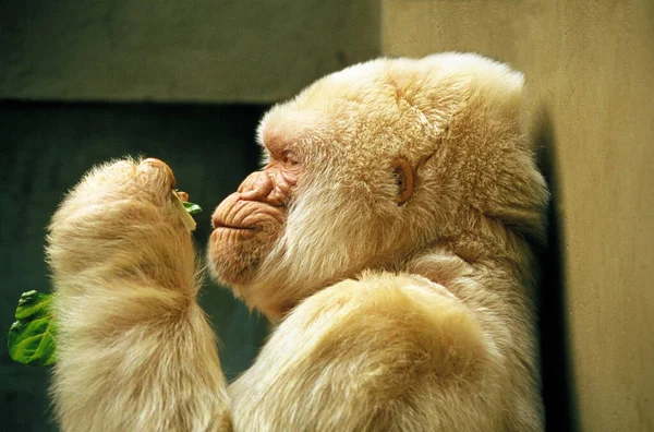 巴塞罗那动物园的白大猩猩 大猩猩 雄大猩猩或科皮托 — 图库照片