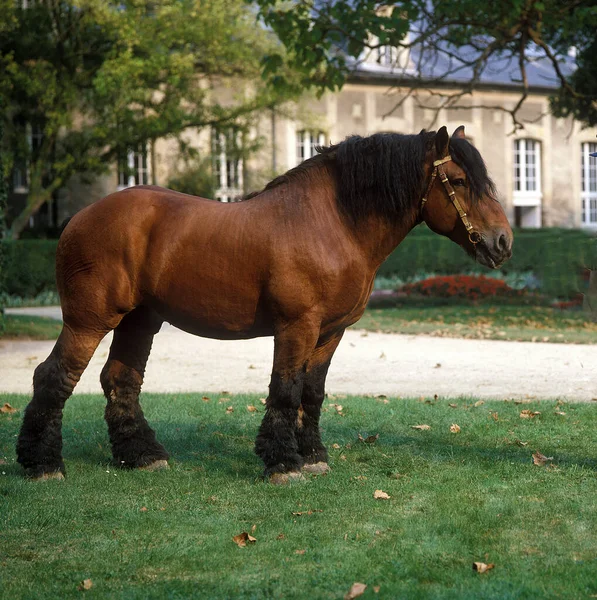 Ardenese Horse Ogier Haras Compiegne Francji — Zdjęcie stockowe