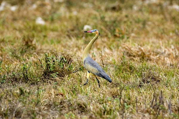 Whistling Heron Syrigma Sibilatrix Adult Standing Grass Los Lianos Venezuela — 图库照片