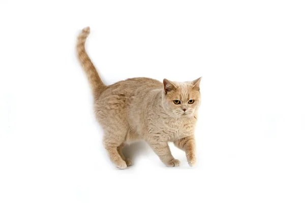 Κρέμα Βρετανική Shorthair Εγχώρια Γάτα Γυναίκα Στέκεται Ενάντια Στο Λευκό — Φωτογραφία Αρχείου