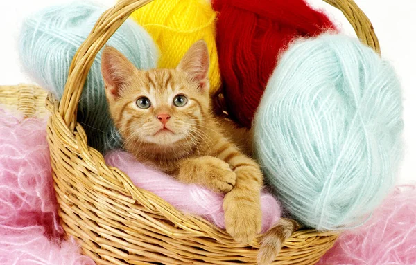 Red Tabby Domestic Cat Kitten Laying Basket Wool Balls — Stock Photo, Image