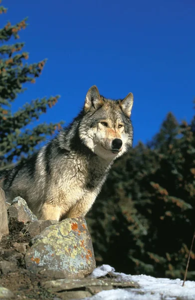 Lobo Gris Norteamericano Canis Lupus Occidentalis Adulto Pie Sobre Rocas — Foto de Stock