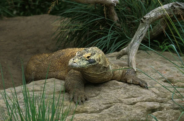 Комодо Дракон Varanus Komodoensis Взрослый Стоящий Скалах — стоковое фото