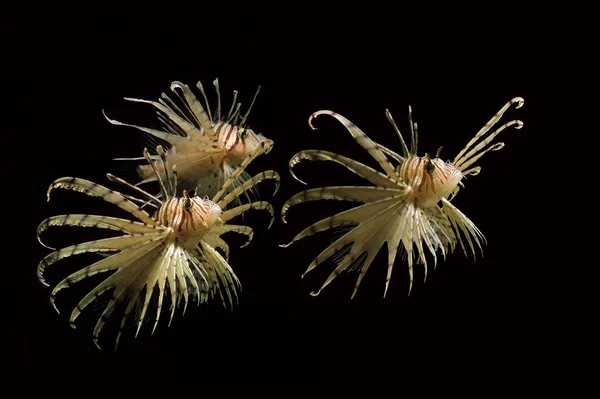 Vanlig Lejonfisk Eller Skorpionfisk Pterois Volitans — Stockfoto