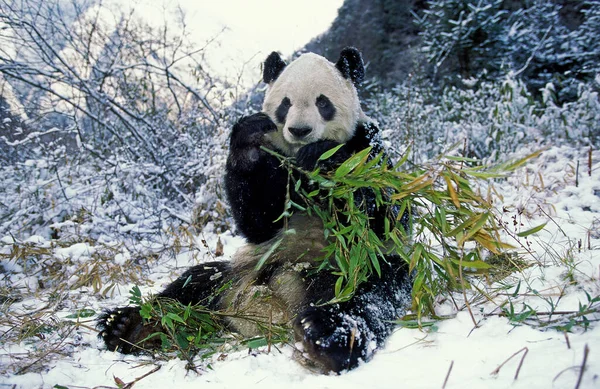 Óriás Panda Ailuropoda Melanoleuca Felnőtt Evő Bambusz Wolong Reserve Kínában — Stock Fotó