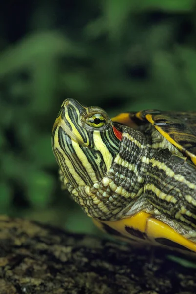 Rödbetad Terrapin Trachemys Scripta Elegans — Stockfoto