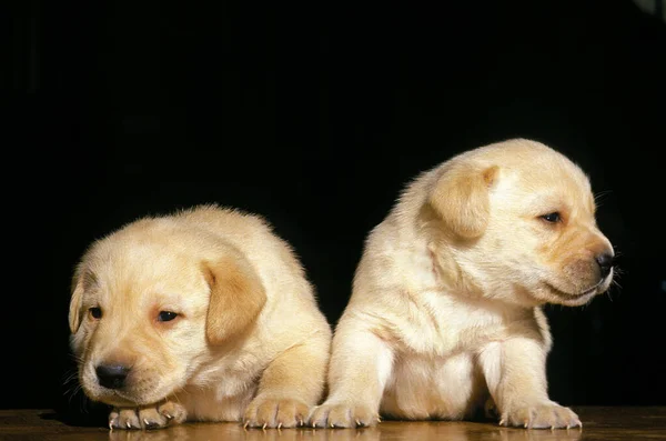 Yellow Labrador Retriever Dog Pups Tegen Zwarte Achtergrond — Stockfoto
