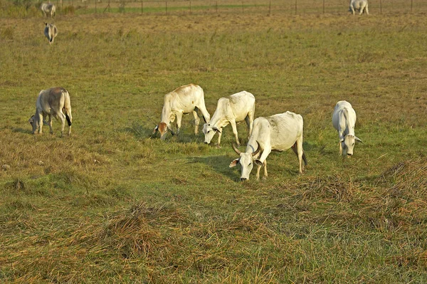 Domestic Cattle Los Lianos Venezuela — Stock Photo, Image