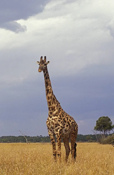 Masai Zsiráf Zsiráf Camelopardalis Tippelskirchi Felnőtt Savannában Masai Mara Park — Stock Fotó