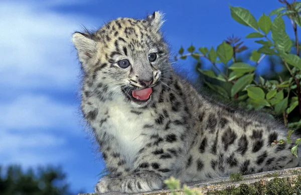 Snow Leopard Ounce Uncia Uncia Cub Volá — Stock fotografie
