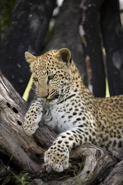 Leopard Panthera Pardus Месяца Назад Cub Laying Tree Намибия — стоковое фото