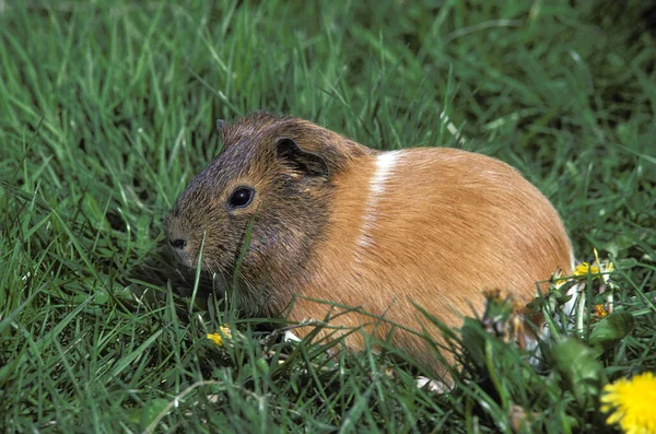 Guiné Porco Cavia Porcellus Adulto Grama — Fotografia de Stock