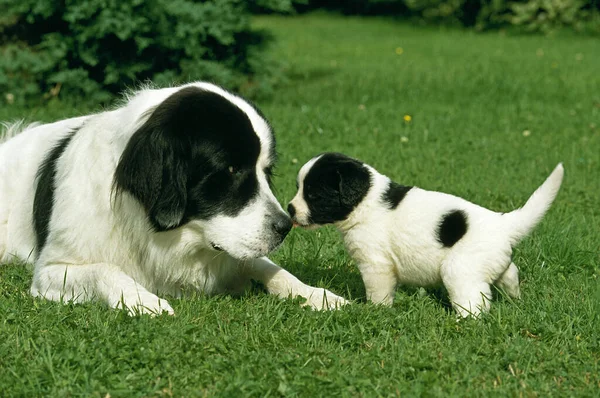 Landseer Dog Kvinna Med Unge Liggandes Gräs — Stockfoto