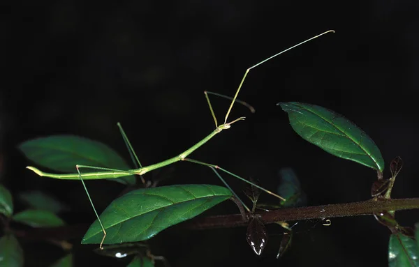 Stick Insect Στέκεται Στο Branch Κένυα — Φωτογραφία Αρχείου