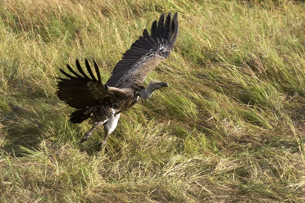 Afrykański Sęp Biały Gyps Africanus Dorosły Locie Startujący Masai Mara — Zdjęcie stockowe