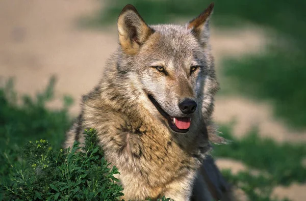 Europese Wolf Canis Lupus Portret Van Een Volwassene — Stockfoto