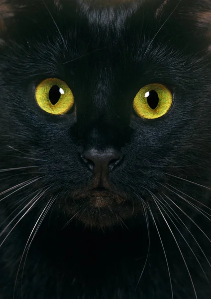 Black Domestic Cat Close Portrait — Stockfoto