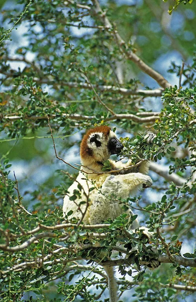 Verreaux Sifaka Propithecus Verreauxi Adult Standing Tree Madagascar — стокове фото